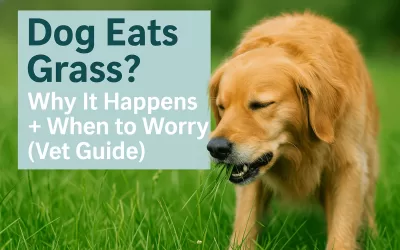 Dog Eats Grass? Vet-Approved Guide to Why It Happens + What to Do