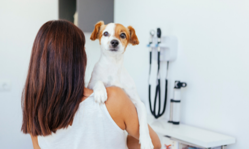Dog Health Tips