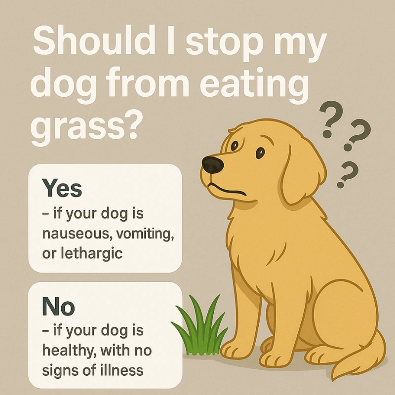 FAQs About Dogs Eating Grass