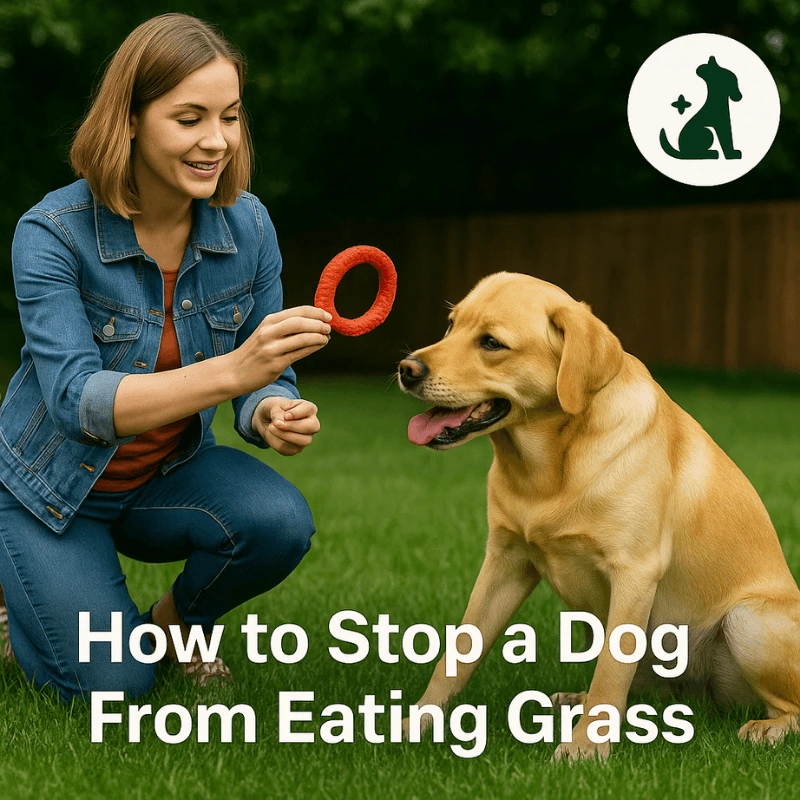 How to Stop a Dog From Eating Grass