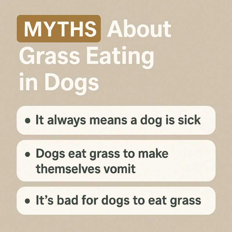 Myths about dogs eating grass