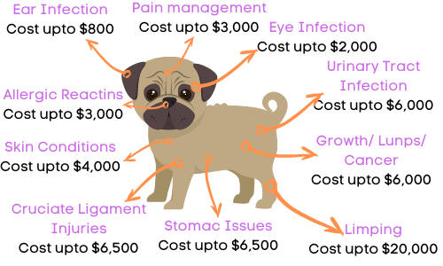 Pet Insurance