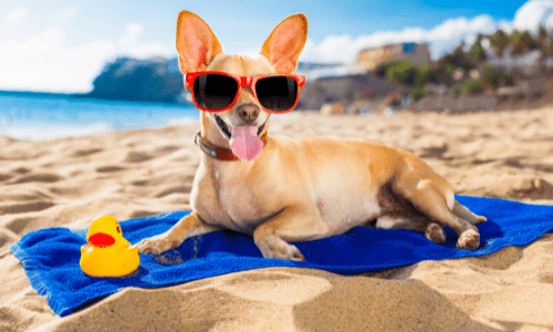 summer time dog