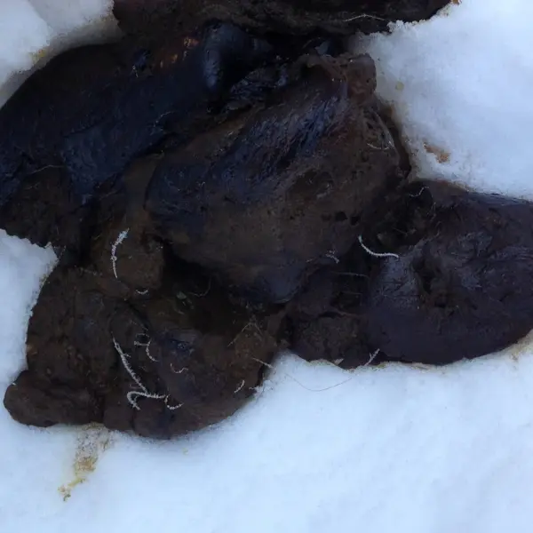 Whipworms in Dog Poop