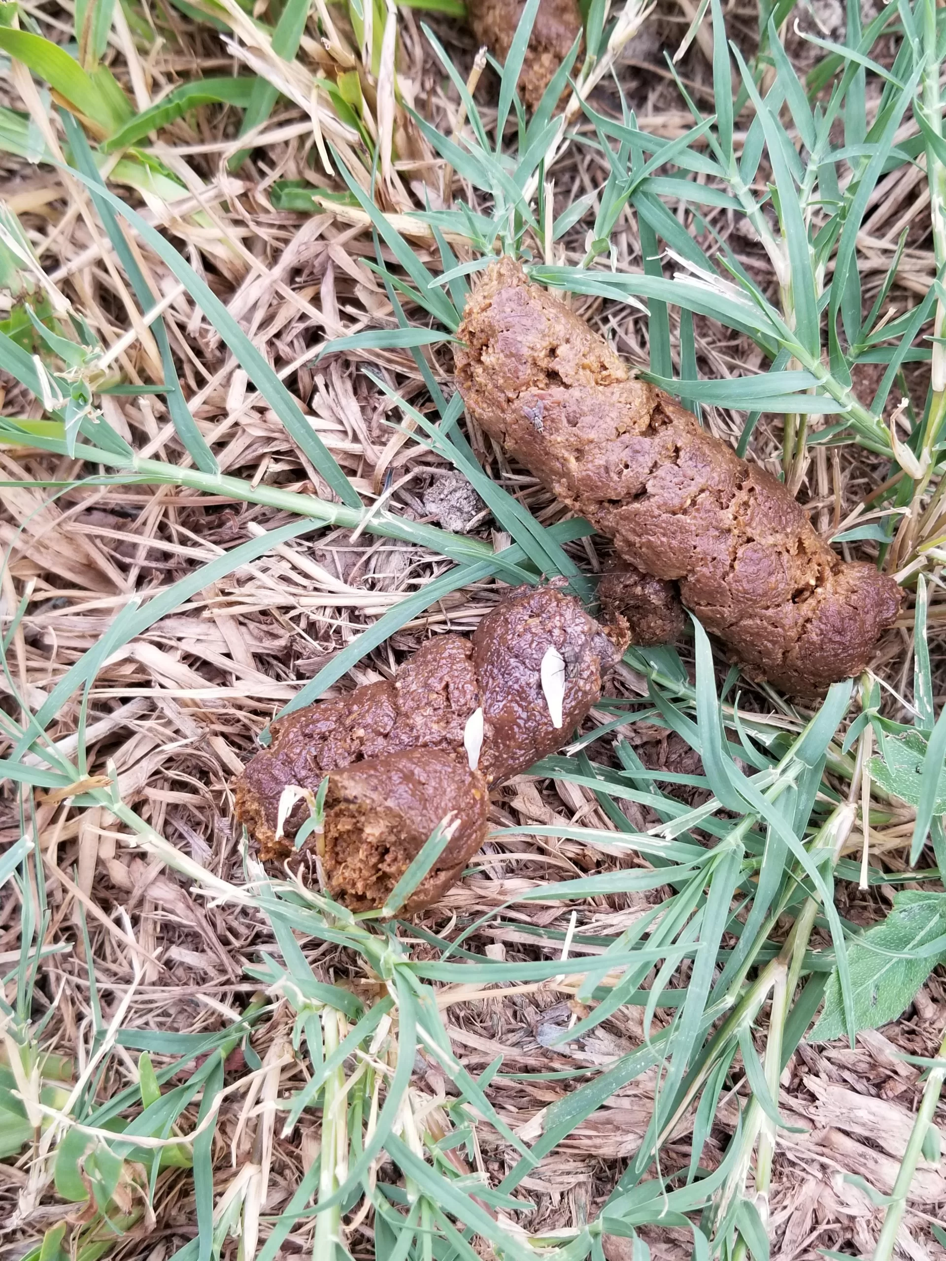 hookworms in dog poop