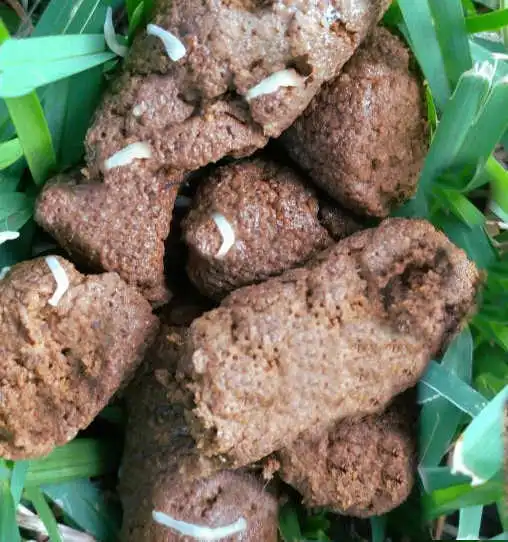 maggots in dog poop