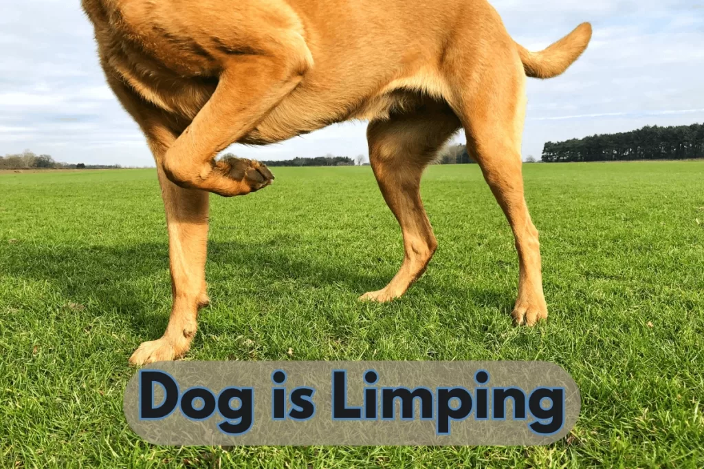 Dog is Limping