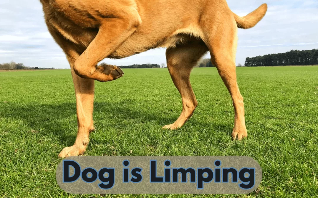 My Dog is Limping Causes and Solutions