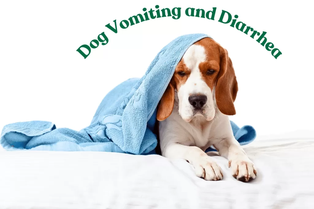 Dog Vomiting and Diarrhea