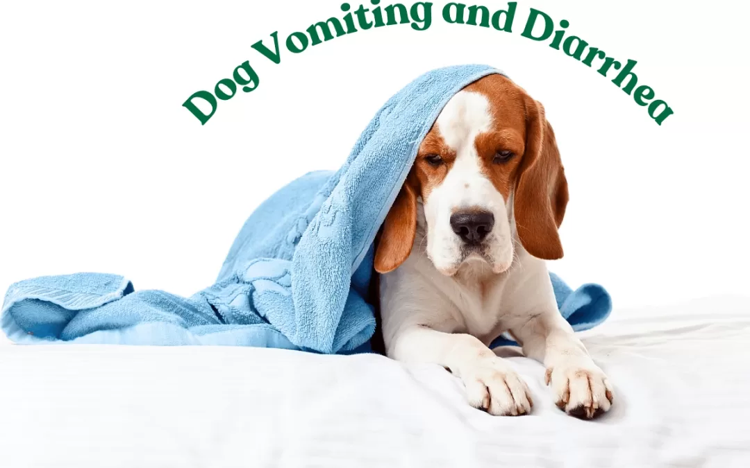 Dog Vomiting and Diarrhea