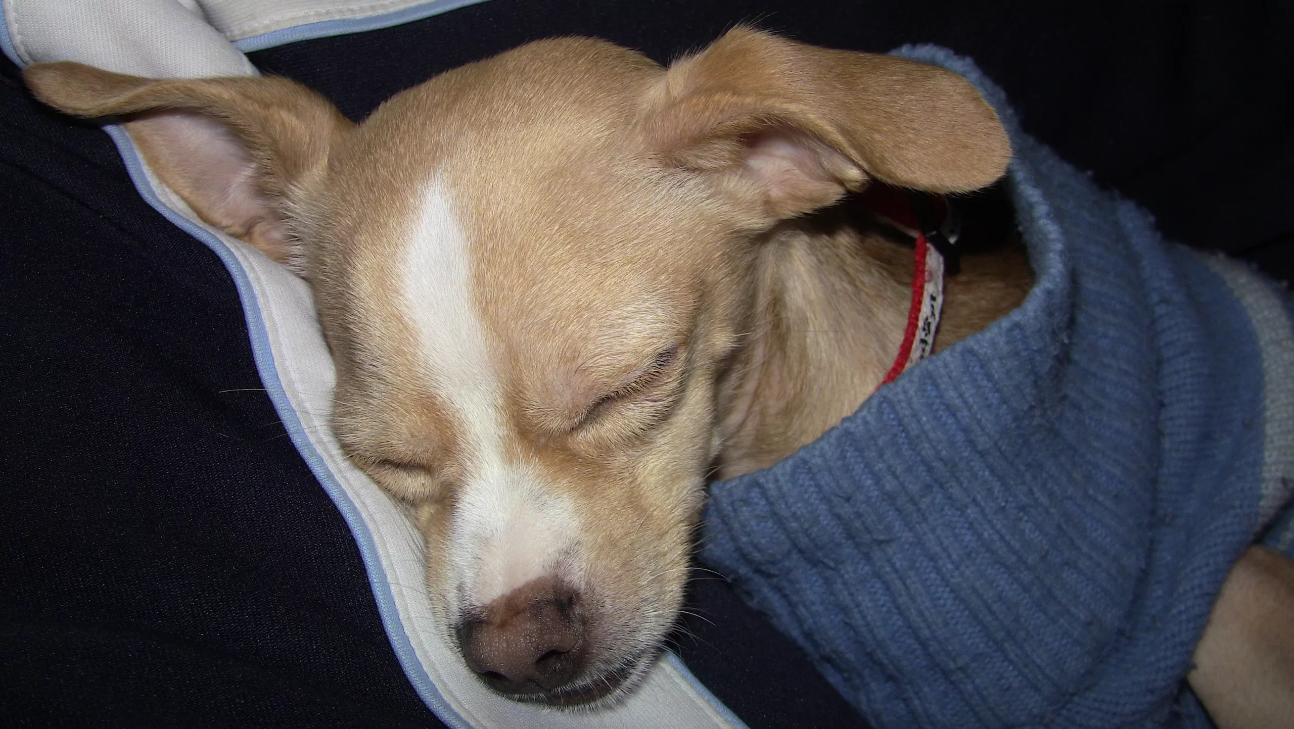 Sleepy Spud Sleepy Spud