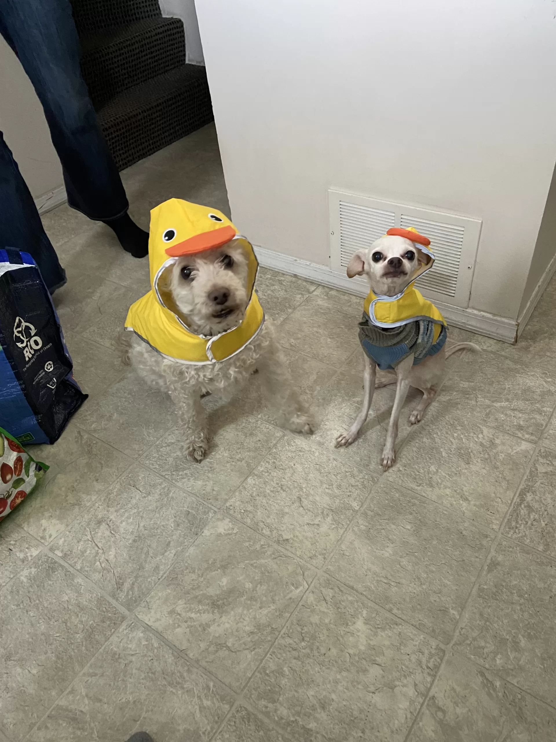 Buddy and Spud Buddy and Spud
