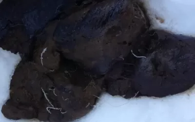 Whipworms in Dog Poop